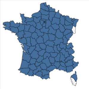 Répartition de Rumex conglomeratus Murray en France
