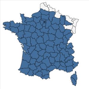 Répartition de Rumex pulcher L. en France