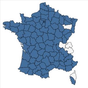 Répartition de Senecio vulgaris L. en France