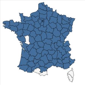 Répartition de Solidago gigantea Aiton en France