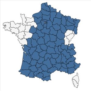 Répartition de Stachys recta L. en France