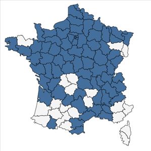 Répartition de Thalictrum flavum L. en France
