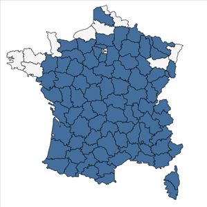 Répartition de Trifolium ochroleucon Huds. en France