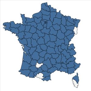 Répartition de Typha angustifolia L. en France