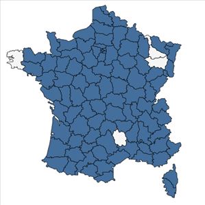 Répartition de Verbascum blattaria L. en France