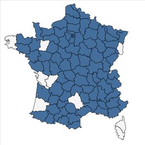 Répartition de Verbascum densiflorum Bertol. en France