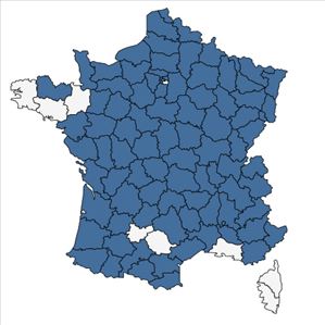 Répartition de Verbascum lychnitis L. en France