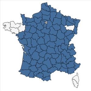 Répartition de Ajuga chamaepitys (L.) Schreb. en France