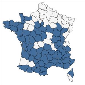Répartition de Bupleurum baldense Turra en France