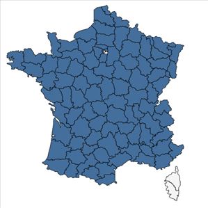 Répartition de Campanula trachelium L. en France