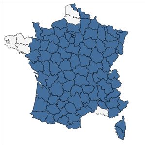 Répartition de Cardamine impatiens L. en France