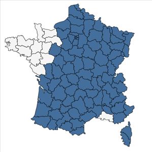 Répartition de Holcus mollis L. en France