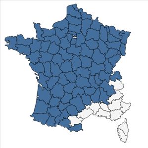 Répartition de Myosotis sylvatica Hoffm. en France