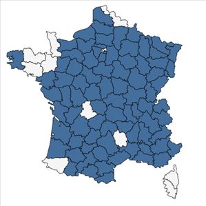 Répartition de Stachys annua (L.) L. en France