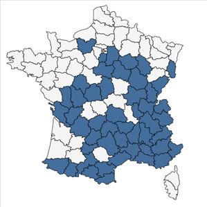 Répartition de Trinia glauca (L.) Dumort. en France