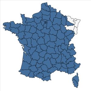 Répartition de Vinca major L. en France