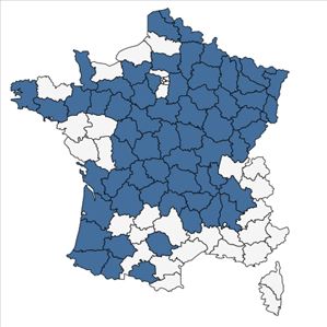 Répartition de Myosotis nemorosa Besser en France