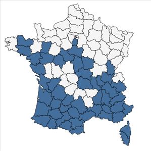 Répartition de Xanthium orientale L. en France