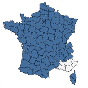 Répartition de Cardamine flexuosa With. en France