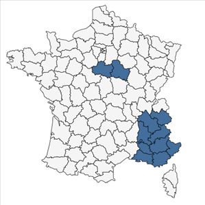 Répartition de Cerinthe minor L. en France