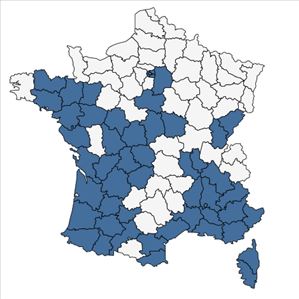 Répartition de Erigeron bonariensis L. en France