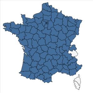Répartition de Cirsium vulgare (Savi) Ten. en France