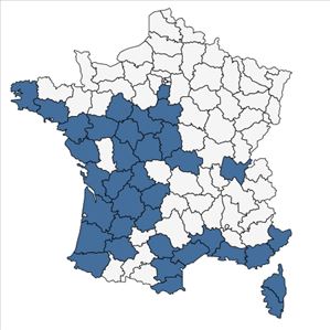 Répartition de Cladanthus mixtus (L.) Chevall. en France
