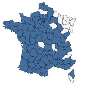 Répartition de Orobanche hederae Vaucher ex Duby en France
