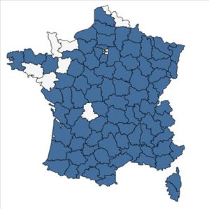 Répartition de Polygonatum odoratum (Mill.) Druce en France