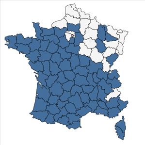 Répartition de Silene gallica L. en France