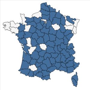 Répartition de Vicia dasycarpa Ten. en France