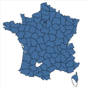 Répartition de Erigeron annuus (L.) Desf. en France