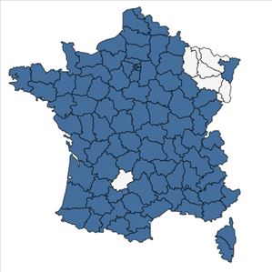 Répartition de Erigeron sumatrensis Retz. en France