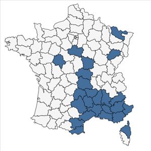 Répartition de Gagea pratensis (Pers.) Dumort. en France