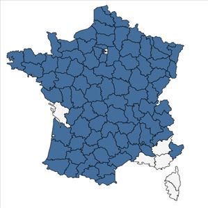Répartition de Impatiens glandulifera Royle en France