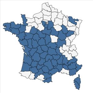 Répartition de Juncus capitatus Weigel en France