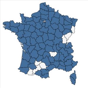 Répartition de Juncus subnodulosus Schrank en France