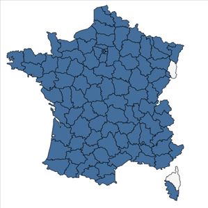 Répartition de Lepidium campestre (L.) R.Br. en France