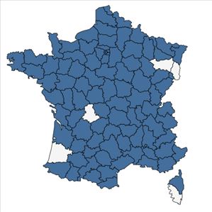 Répartition de Lepidium draba L. en France