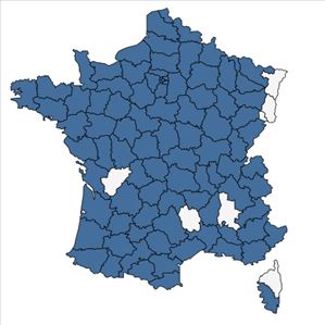 Répartition de Lepidium squamatum Forssk. en France