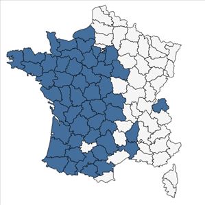 Répartition de Lobelia urens L. en France
