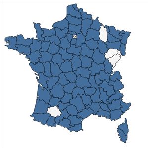 Répartition de Logfia minima (Sm.) Dumort. en France