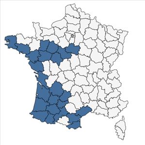 Répartition de Gnaphalium antillanum Urb. en France