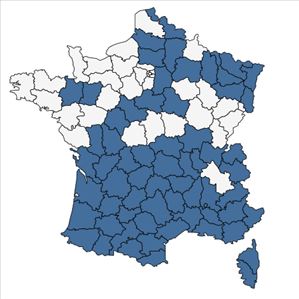 Répartition de Lolium temulentum L. en France