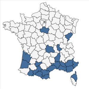 Répartition de Ipomoea purpurea (L.) Roth en France