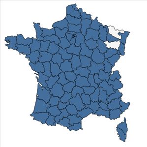 Répartition de Misopates orontium (L.) Raf. en France