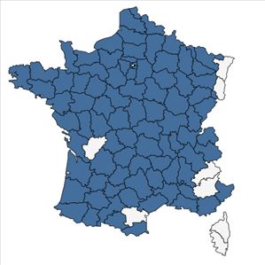 Répartition de Myosotis laxa Lehm. en France