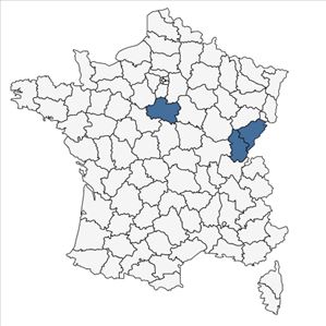 Répartition de Cirsium x semidecurrens Richt. en France