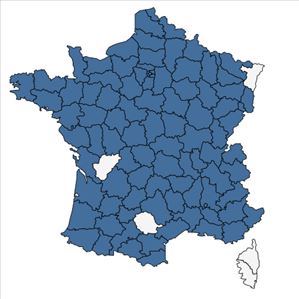 Répartition de Oenothera glazioviana Micheli en France