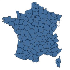 Répartition de Papaver dubium L. en France